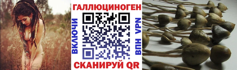 Купить Светлый Псилоцибиновые грибы Cubensis